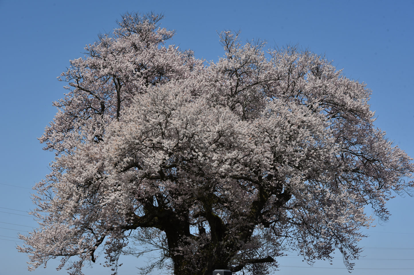 満開『花さくら』<br>うすにごりじゃない花さくら<br>2026年3月11日～お届け